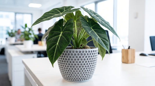 Modern Geometric Indoor Plant Pot | Decorative Office & Home Planter
